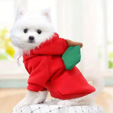 Dog Clothing: Cute, Comfortable and Photo Ready!