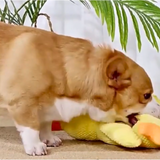 Quacking Sound Duck Toy for Dogs - Pet Supplies Café